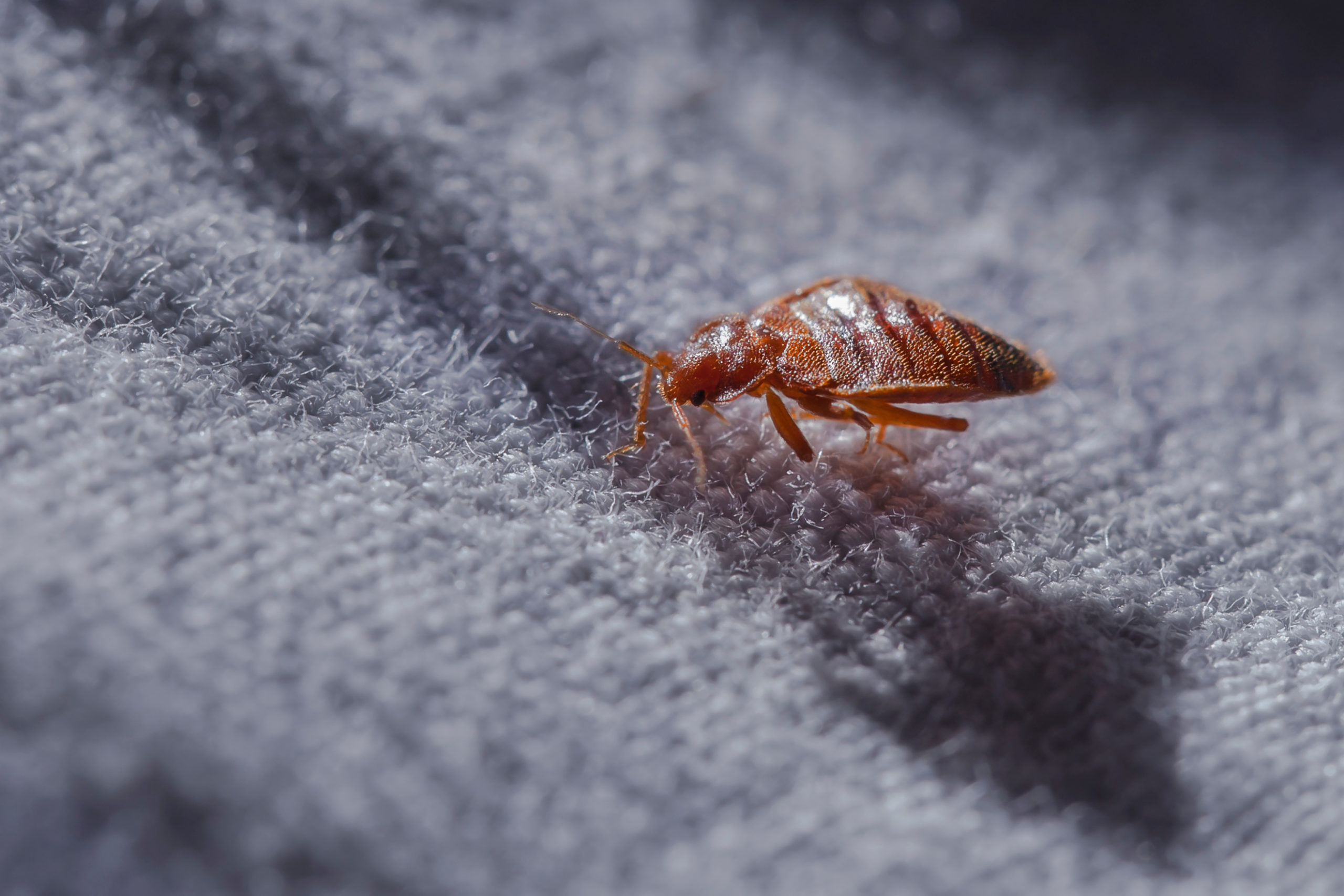 Bed bug Cimex lectularius at night in the moonlight on a bed lin